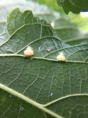 Celticecis pyriformis