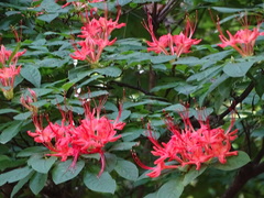 Rhododendron prunifolium