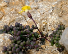 Senecio bulbinifolius