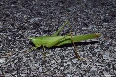 Neoconocephalus robustus