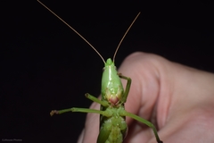 Neoconocephalus robustus