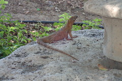 Ctenosaura macrolopha