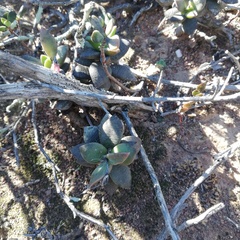 Anacampseros telephiastrum