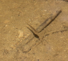 Rhinichthys atratulus