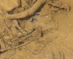 Rhinichthys atratulus