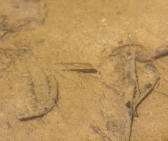 Rhinichthys atratulus