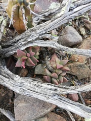 Anacampseros telephiastrum