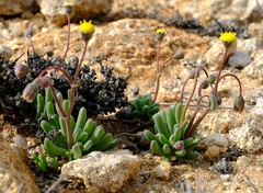 Crassothonna rechingeri
