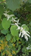 Reynoutria japonica