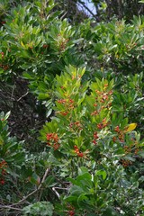 Allophylus natalensis