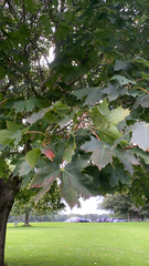 Acer platanoides