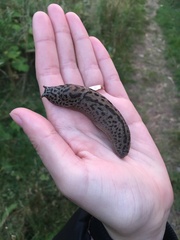 Limax maximus