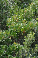 Allophylus natalensis