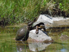 Kinosternon hirtipes murrayi