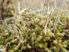 Selaginella peruviana