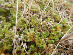 Selaginella peruviana