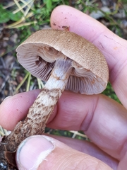 Cortinarius pholideus