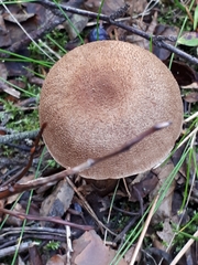 Cortinarius pholideus