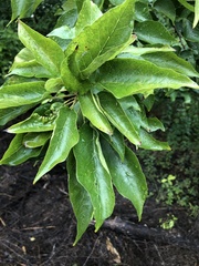 Maclura