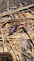 Semanotus amethystinus