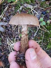 Cortinarius pholideus