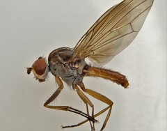 Heteromyza oculata