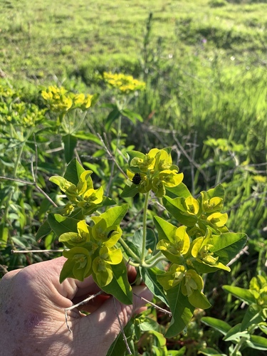 Euphorbia oblongata