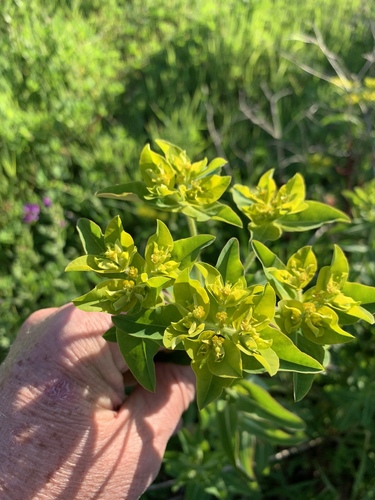 Euphorbia oblongata
