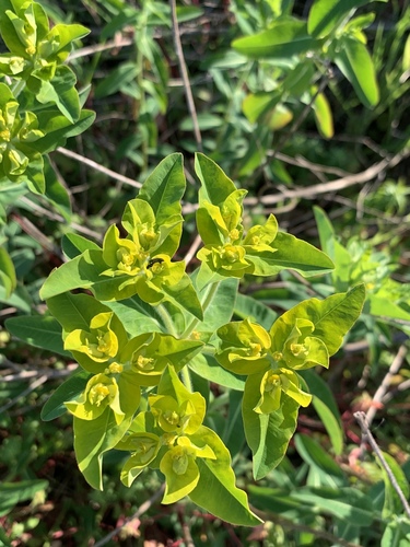 Euphorbia oblongata