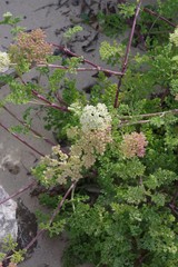 Dasispermum suffruticosum