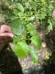 Lantana camara image
