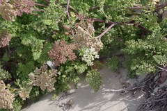Dasispermum suffruticosum