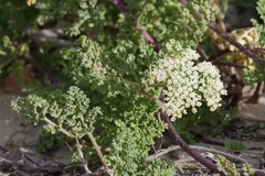 Dasispermum suffruticosum