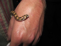 Phyllorhynchus decurtatus