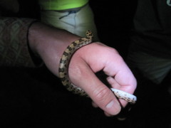 Phyllorhynchus decurtatus