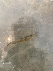 Penaeus californiensis