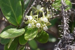 Cynanchum natalitium