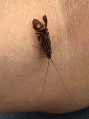 Macrostemum zebratum