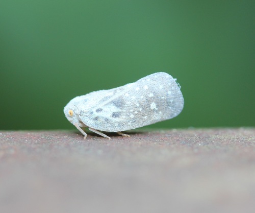 Citrus flatid planthopper