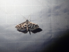 Diasemiodes janassialis