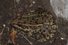 Lithobates neovolcanicus