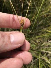 Carex oligosperma