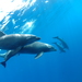 Delfines de Océano - Photo (c) Sergio Martínez, algunos derechos reservados (CC BY-NC)