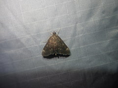 Pyrausta niveicilialis