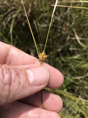 Carex oligosperma