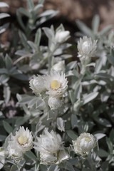 Achyranthemum