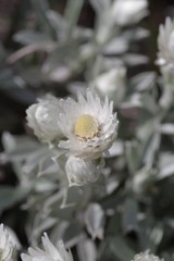 Achyranthemum