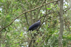 Cyanocorax violaceus