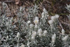 Achyranthemum