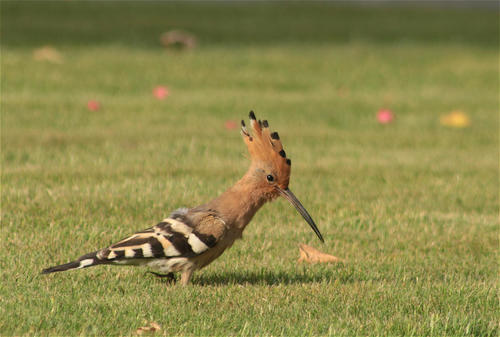 Eurasian Hoopoe